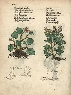 Lesser Prints: Lesser celandine, Ficaria verna, and fumitory