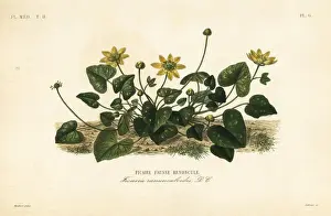 Edouard Prints: Lesser celandine or pilewort, Ficaria verna