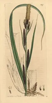 Lesser Prints: Lesser common carex, Carex acutiformis