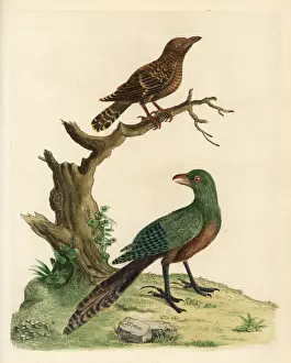 Lesser Prints: Lesser coucal and Asian emerald cuckoo