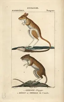 Lesser Prints: Lesser Egyptian jerboa, Jaculus jaculus