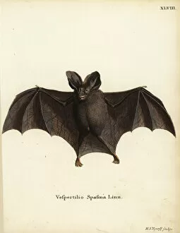 False Collection: Lesser false vampire bat, Megaderma spasma