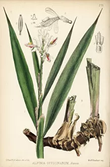 Alpinia Gallery: Lesser galangal, Alpinia officinarum
