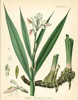 Lesser galangal, Alpinia officinarum