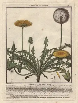 Bulliard Prints: Lesser hawkbit, Leontodon taraxacoides