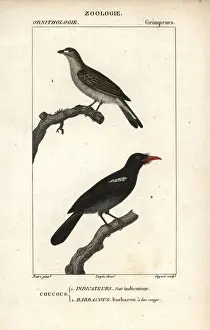 Dumont Prints: Lesser honeyguide, Indicator minor