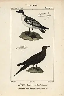 Lesser honeyguide, Indicator minor, and black-fronted