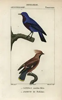 Bohemian Prints: Lesser honeyguide, Indicator minor, and black-fronted