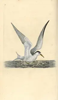 Edwarddonovan Prints: Lesser or little tern, Sternula albifrons