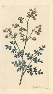Lesser Prints: Lesser meadow rue, Thalictrum minus