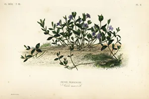 Maubert Gallery: Lesser periwinkle, Vinca minor