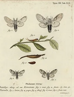 Christoph Collection: Lesser puss moth, Cerura erminea