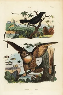 Guerin Meneville Collection: Lesser racket-tailed drongo, Dicrurus remifer