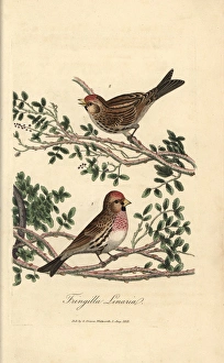 Lesser redpole, Fringilla linaria, Lesser redpoll Lesser redpole, Fringilla linaria, Lesser redpoll