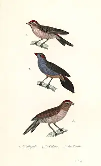 Achille Richard Prints: Lesser redpoll, red-cheeked cordonbleu and common linnet