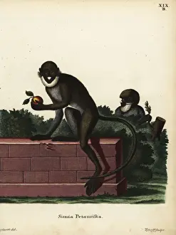 Lesser Prints: Lesser spot-nosed guenon, Cercopithecus petaurista