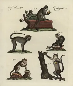 Bilderbuchfurkinder Prints: Lesser spot-nosed monkey, grivet, Javan surili