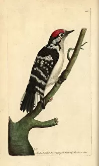 Spotted Collection: Lesser spotted woodpecker, Dendrocopos minor