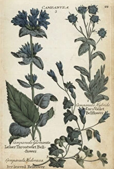 Additional Gallery: Lesser throatwort, ivy-leaved and corn violet bellflower