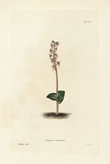 Lesser twayblade orchid, Neottia cordata Lesser twayblade orchid, Neottia cordata