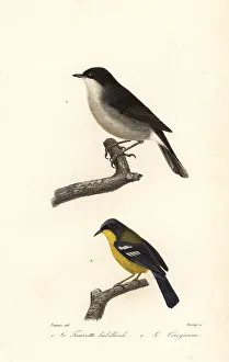 Lesser whitethroat and yellow-throated warbler