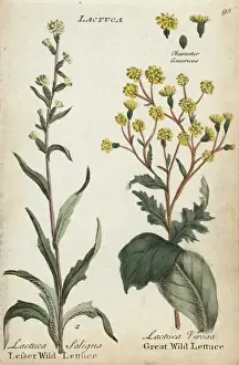 Lesser wild lettuce and great wild lettuce