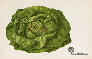 Lettuce Prints: Lettuce - Advertorial postcard for Dutch Hero Company