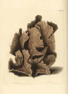 Polydore Prints: Lettuce coral, Pectinia lactuca
