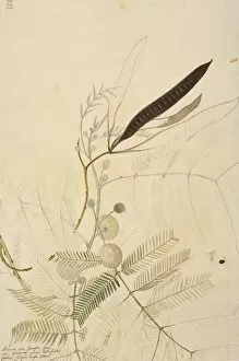 Georg Dionysius Ehret Collection: Leucaena leucocephala, coffee bush