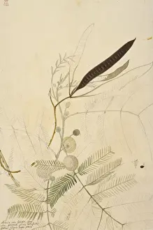 Ehret Prints: Leucaena leucocephala, coffee bush