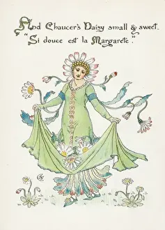 Vulgare Prints: Leucanthemum Vulgare