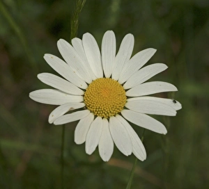 Leucanthemum vulgare, oxeye daisy Leucanthemum vulgare, oxeye daisy