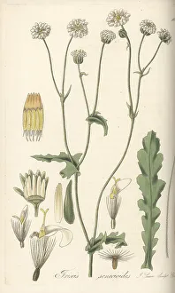 Seeds Prints: Leucheria senecioides