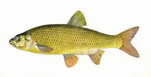 Leuciscus idus, or Ide