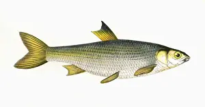 Cyprinidae Prints: Leuciscus leuciscus, or Common Dace