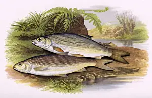 Dace Prints: Leuciscus leuciscus, or Graining and Dace