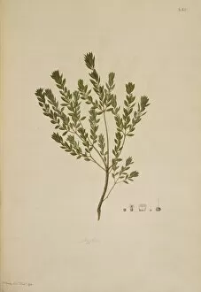 Ericales Collection: Leucopogon ruscifolius, bearded heath