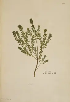 Ericaceae Prints: Leucopogon ruscifolius, bearded heath
