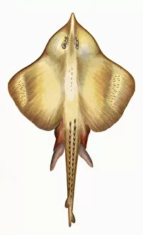 Leucoraja fullonica, or Shagreen Ray