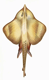 Raja Gallery: Leucoraja fullonica, or Shagreen Ray