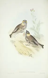 Nape Prints: Leucosticte arctoa brunneonucha, Asian rosy finch