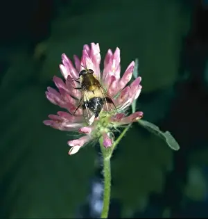 Leucozona lucorum L. hoverfly