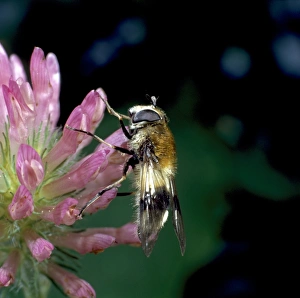 Hover Fly Collection: Leucozona lucorum L. hoverfly