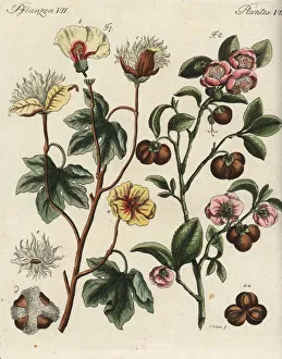 Bertuch Gallery: Levant cotton and tea plant