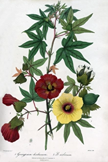 Arboreum Gallery: Levant and Tree cotton