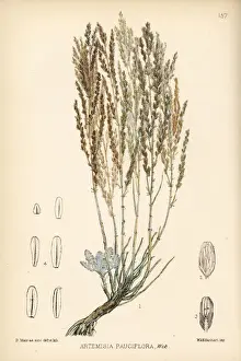 Levant wormseed, Artemisia pauciflora