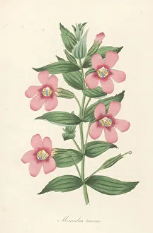 Magazine Of Botany Prints: Lewis monkeyflower, Erythranthe lewisii