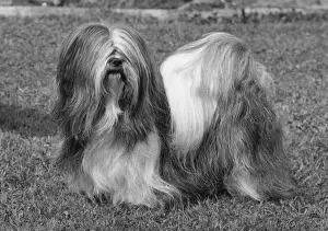 Lhasa Apso Ch Cheska Alexander of Sternroc