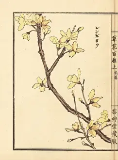 Lianqiao, Forsythia suspensa