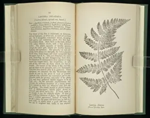 Polypodiophyta Prints: Liastrea dilatata, broad buckler fern